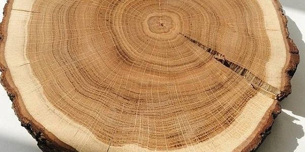 Заболонь древесины - что это?
